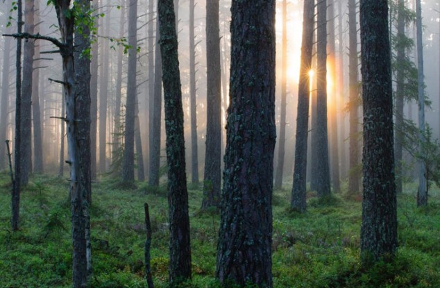 国家林业和草原局正式启用“国家森林步道专用
